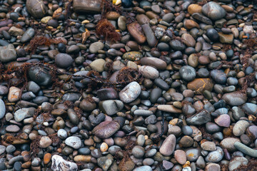 Wet pebbles with algae