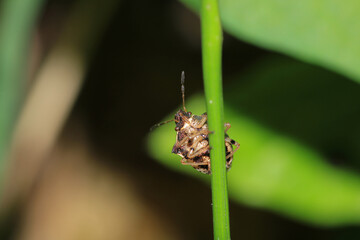 Halyomorpha Halys insect macro photo
