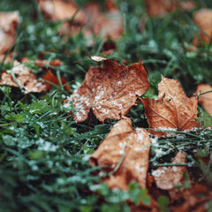 yellow autumn leaves and the first snow are lying on the still green grass