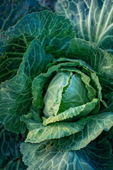 Beautiful photo of a cabbage head.