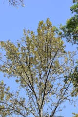 the crown of trees in the city park
