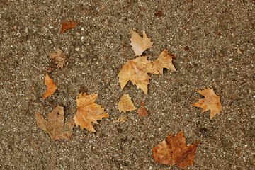 pavement background with autumn leaves