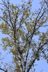 the crown of trees in the city park