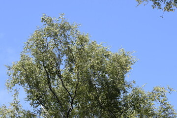 the crown of trees in the city park