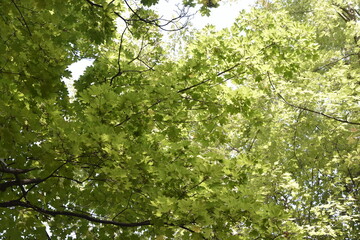 Fototapeta na wymiar the crown of trees in the city park