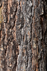 tree bark - wood texture, background