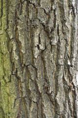 tree bark - wood texture, background