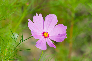Fototapeta premium コスモス 今浜町コスモス畑