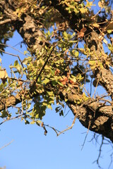 autumn leaves on a tree
