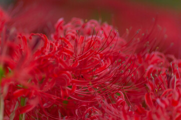 彼岸花 高島市桂浜園地
