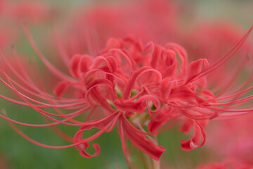 彼岸花 高島市桂浜園地