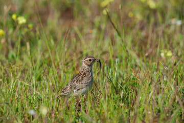 Red-throated Pipit (Anthus cervinus) feeding on grass in the grass