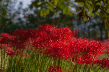 彼岸花 高島市桂浜園地