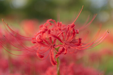 彼岸花 高島市桂浜園地