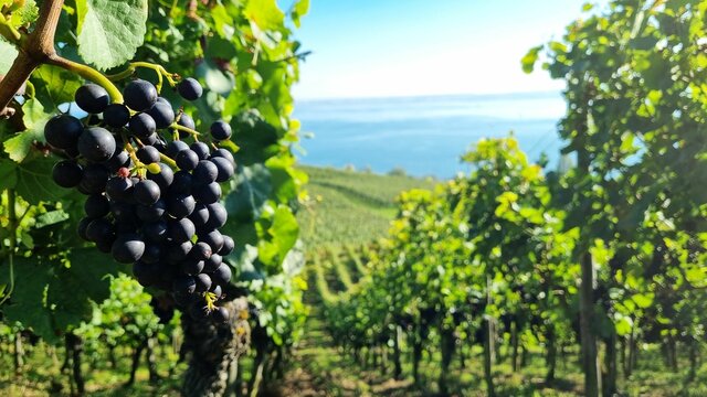 Weinberg in Meersburg am Bodensee