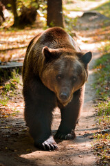 Wild adult brown bear walking in autumn forest