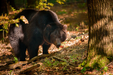 Fototapeta premium Wild adult brown bear in autumn forest