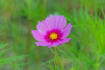 Fototapeta premium コスモス 今浜町コスモス畑