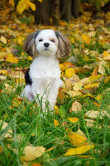 Funny little dog sitting in yellow autumn foliage and lookin at camera