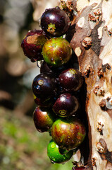 Jabuticaba, beautiful rain-wet jabuticabas on a sunlit tree branches, selective focus.