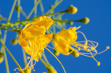 Contrast. magnificent natural contrast between the yellow flower and the beautiful blue sky, selective focus.