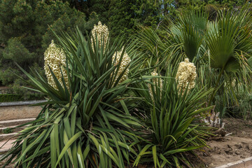 Blooming Yucca gloriosa in the landscape park - 461027127