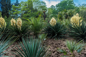 Blooming Yucca gloriosa in the landscape park