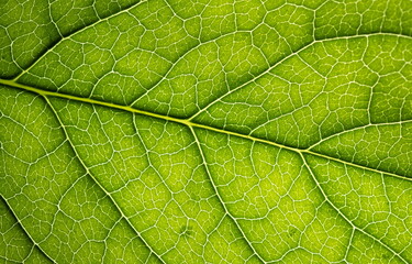 Naklejka na ściany i meble Abstract background macro Leaf texture with veins