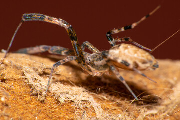 Spider, A beautiful and small spider weaving its web contrasting with a reddish background, selective focus.