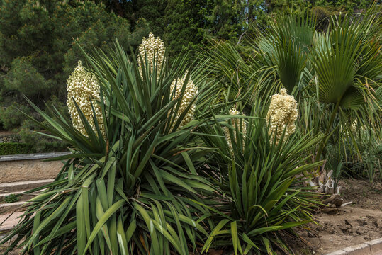 Blooming Yucca gloriosa in the landscape park