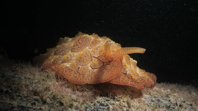 Creative lighting of a unique looking marine creature discovered on a night scuba dive. Underwater photography