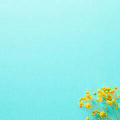 Naklejka premium Yellow gypsophila flowers on mint blue background. top view, copy space