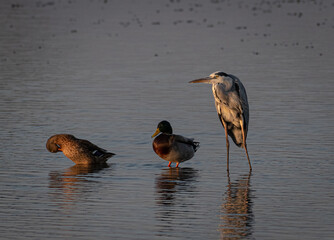 Isolated pair of wild ducks and a mature single Heron bird getting ready for the nightfall in the wild- Northern Israel
