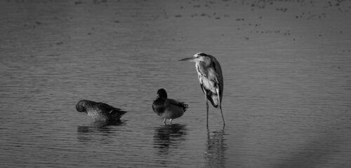 Isolated pair of wild ducks and a mature single Heron bird getting ready for the nightfall in the wild- Northern Israel