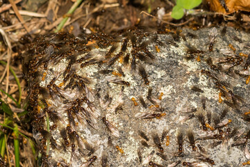 Citronella Ant Swarm (Lasius interjectus)