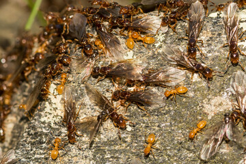 Citronella Ant Swarm (Lasius interjectus)