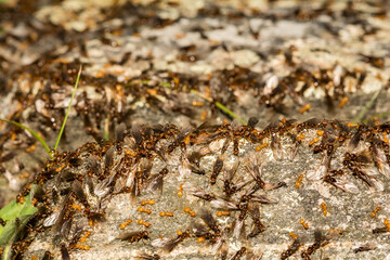 Citronella Ant Swarm (Lasius interjectus)