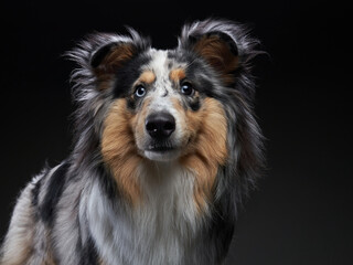 Sheltie on a black background. Beautiful marbled dog. Pet in the studio