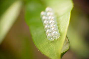 Macro, Wonderful details of the colors and textures of the macro world, selective focus.