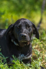 black dog with hanging ears, mongrel