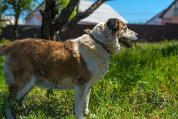 big red and white mongrel dog on the lawn