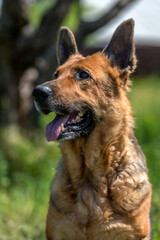 old german shepherd among green grass