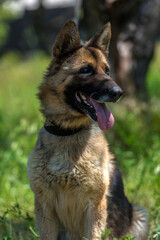 blind german shepherd dog at animal shelter