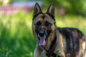 blind german shepherd dog at animal shelter