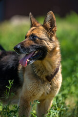 blind german shepherd dog at animal shelter