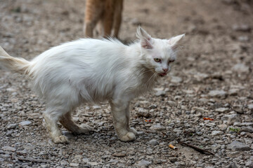homeless sick white cat on the street