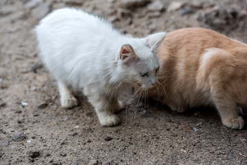 Fototapeta na wymiar unhappy homeless hungry cats on the street,