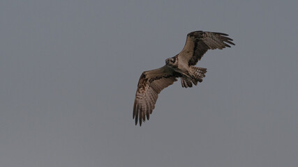 Isolated beautiful adult wildlife Osprey single adult bird soaring the sky searching for prey in the last daylight hours- Northern Israel