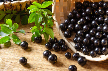 Jabuticaba, Jabuticabas freshly harvested and not yet washed and branches with leaves placed in a straw basket on a straw mat, selective focus.
