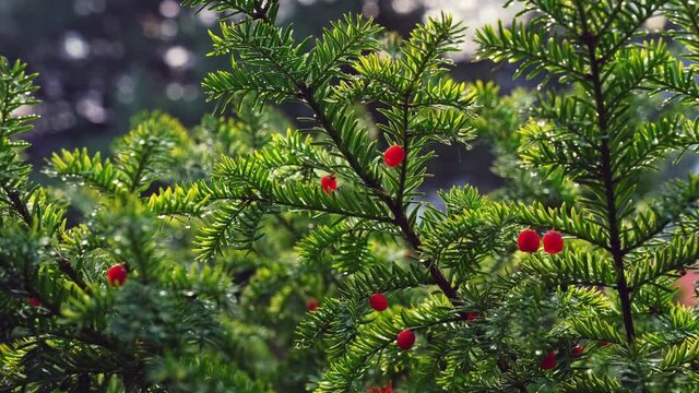 Dew Drops on European English Common Yew with Ripe Red Berry Fruit Hanging from Green Branches